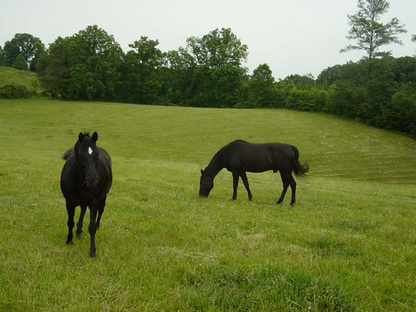 horses may 29 2005 001