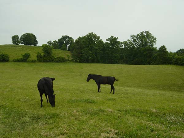 horses may 29 2005 002