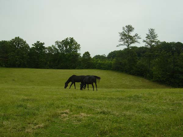 horses may 29 2005 005