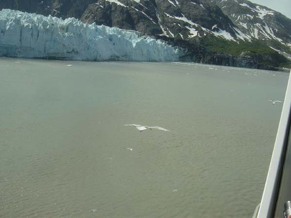 Glacier Bay (19)
