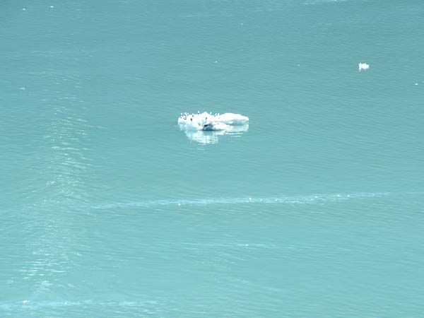Glacier Bay (71)
