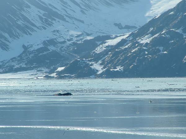 Glacier Bay (75)