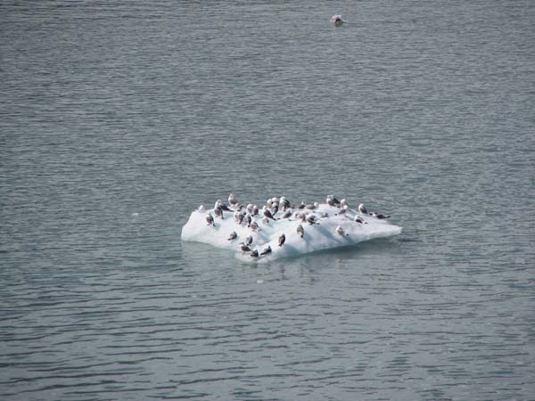 Glacier Bay (94)