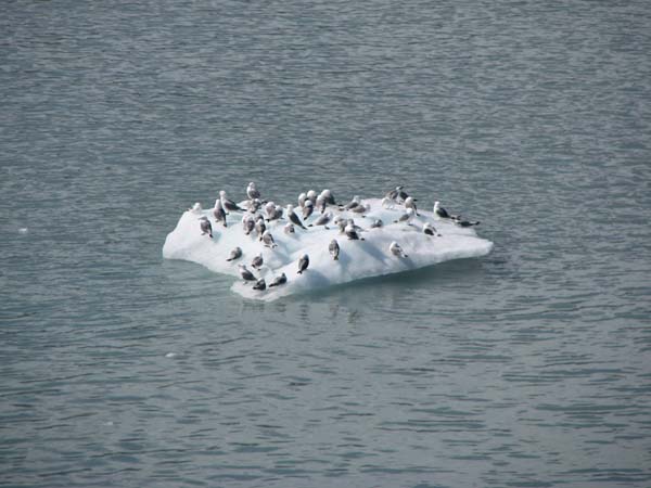 Glacier Bay (95)