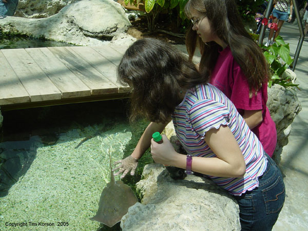 Amanda reaching for a sting ray