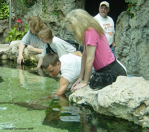 Halsey and the shark