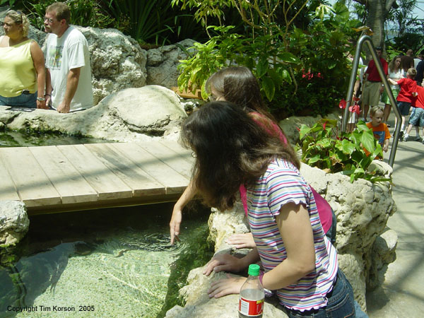 ashley readying to touch a shark