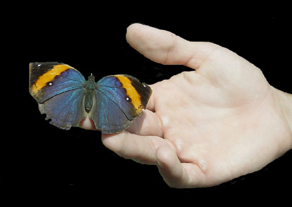hand and butterfly